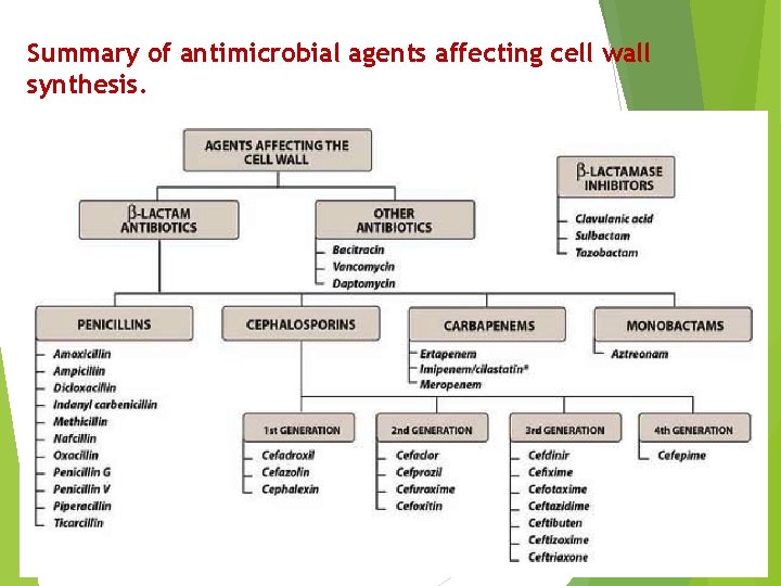 Summary of antimicrobial agents affecting cell wall synthesis. 