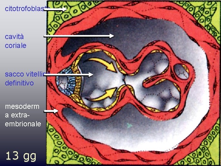 citotrofoblasto cavità coriale sacco vitellino definitivo mesoderm a extraembrionale 13 gg 