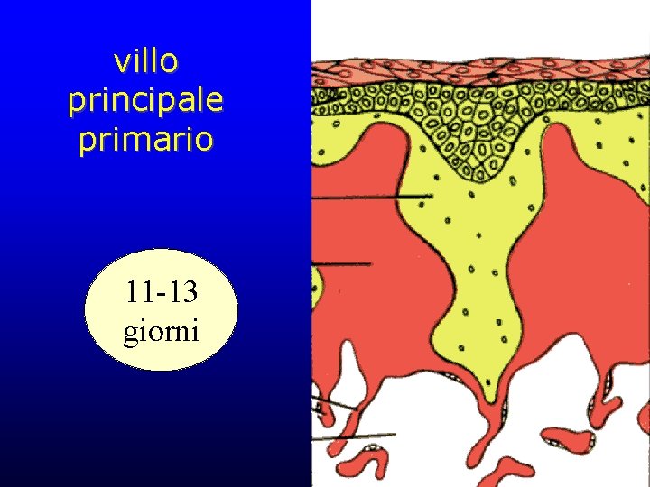 villo principale primario 11 -13 giorni 