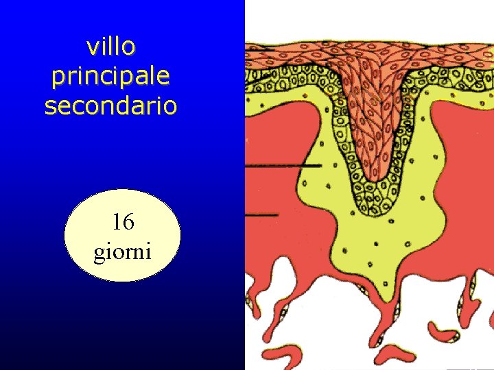 villo principale secondario 16 giorni 