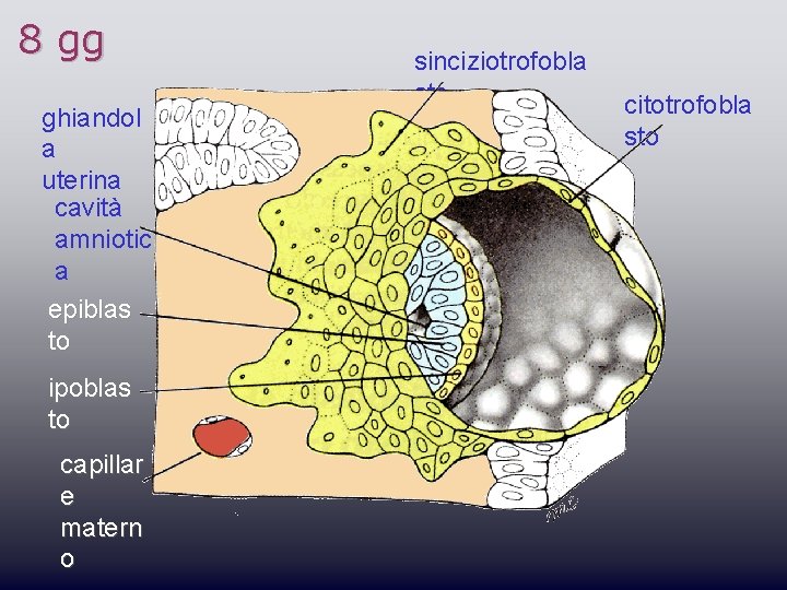 8 gg ghiandol a uterina cavità amniotic a epiblas to ipoblas to capillar e