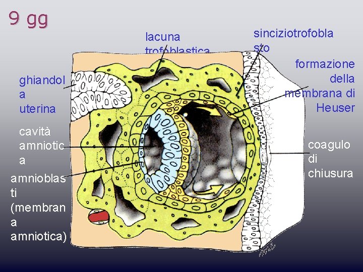 9 gg lacuna trofoblastica ghiandol a uterina cavità amniotic a amnioblas ti (membran a