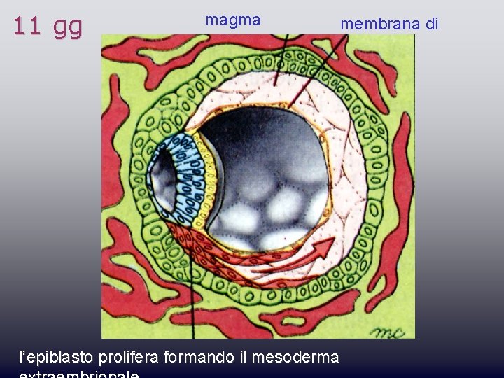 11 gg magma reticolato membrana di Heuser l’epiblasto prolifera formando il mesoderma 