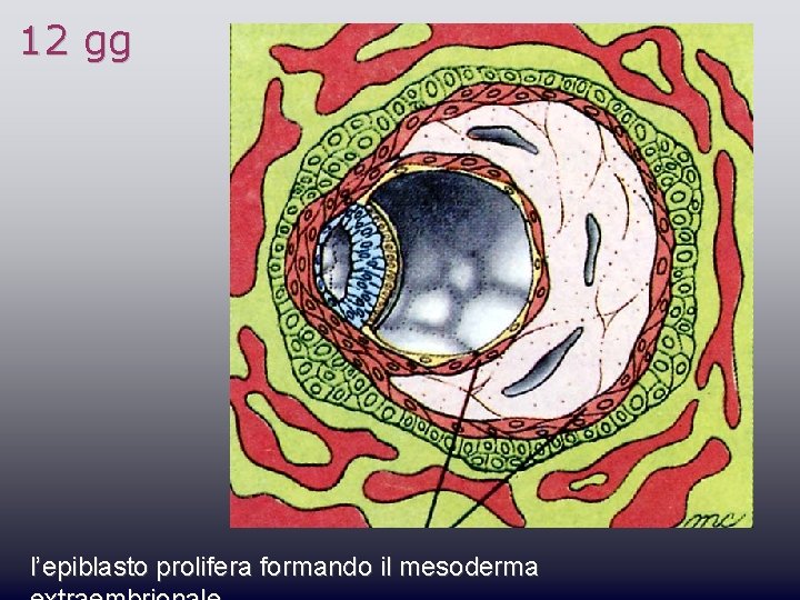 12 gg l’epiblasto prolifera formando il mesoderma 
