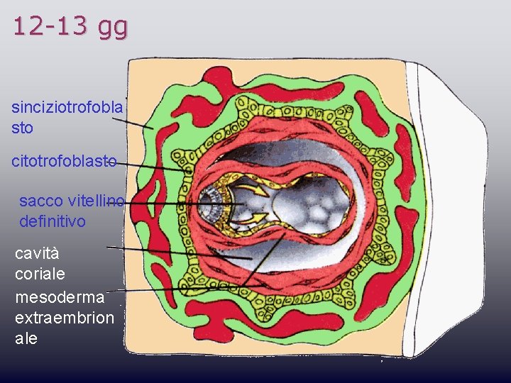 12 -13 gg sinciziotrofobla sto citotrofoblasto sacco vitellino definitivo cavità coriale mesoderma extraembrion ale
