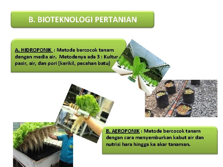 B. BIOTEKNOLOGI PERTANIAN A. HIDROPONIK : Metode bercocok tanam dengan media air. Metodenya ada