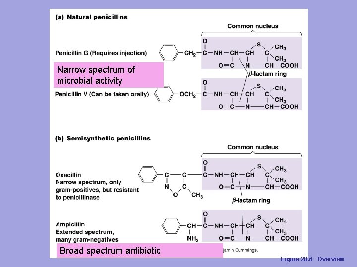 Narrow spectrum of microbial activity Broad spectrum antibiotic Figure 20. 6 - Overview 