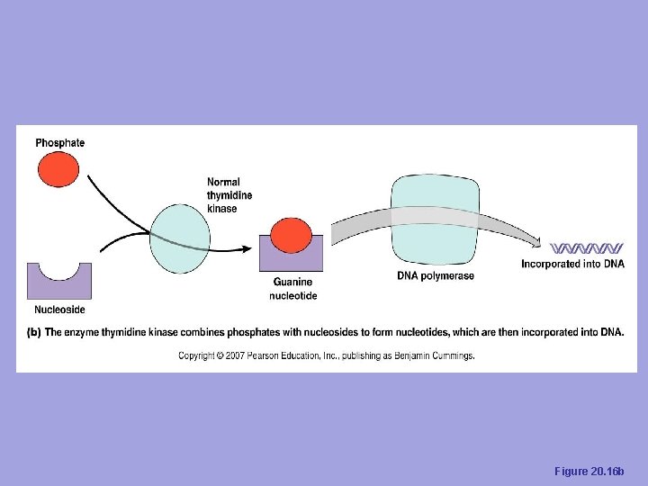 Figure 20. 16 b 