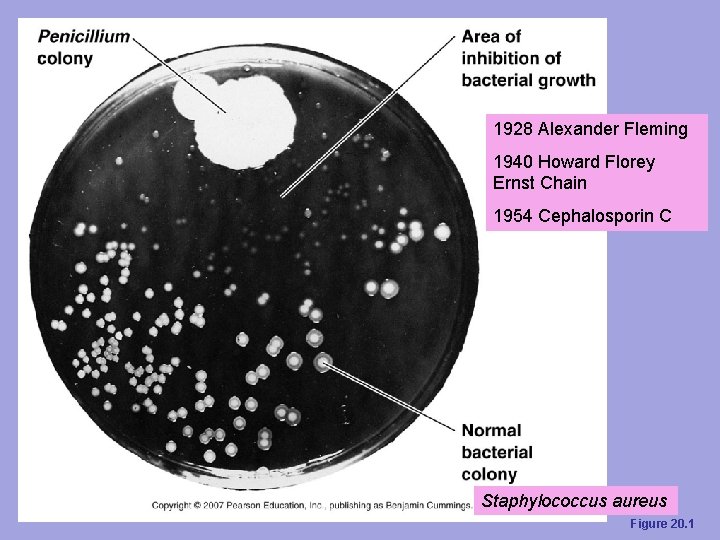 1928 Alexander Fleming 1940 Howard Florey Ernst Chain 1954 Cephalosporin C Staphylococcus aureus Figure