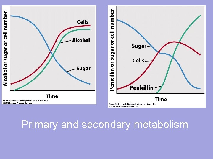 Primary and secondary metabolism 