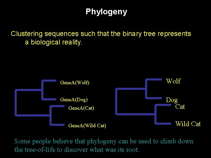 Phylogeny Clustering sequences such that the binary tree represents a biological reality. Gene. A(Wolf)