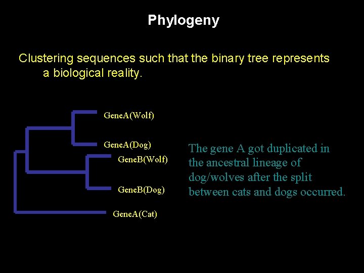 Phylogeny Clustering sequences such that the binary tree represents a biological reality. Gene. A(Wolf)