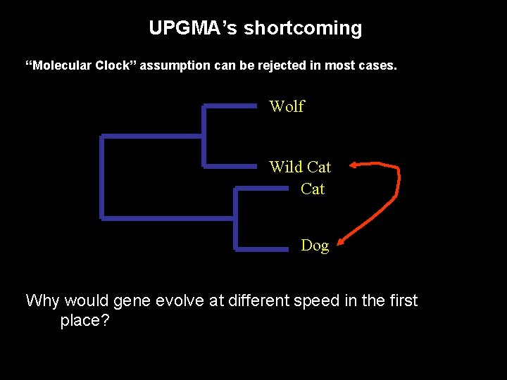 UPGMA’s shortcoming “Molecular Clock” assumption can be rejected in most cases. Wolf Wild Cat