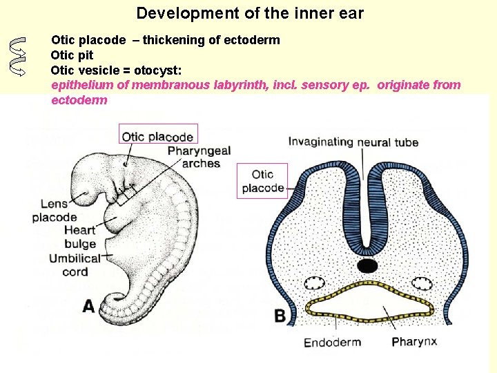 Development of the inner ear Otic placode – thickening of ectoderm Otic pit Otic