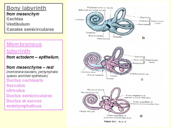 Bony labyrinth from mesenchym Cochlea Vestibulum Canales semicirculares Membranous labyrinth from ectoderm – epithelium,