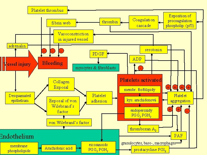 Platelet thrombus thrombin fibrin web Coagulation cascade Exposition of procoagulation phospholip. (pf 3) Vasoconstriction