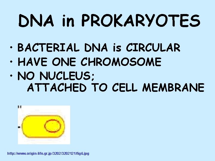 DNA in PROKARYOTES • BACTERIAL DNA is CIRCULAR • HAVE ONE CHROMOSOME • NO