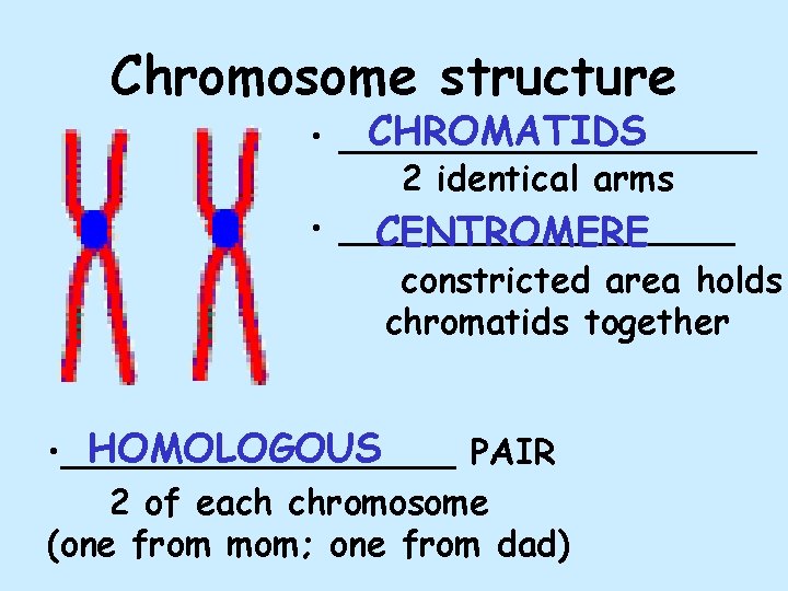 Chromosome structure CHROMATIDS • __________ 2 identical arms • _________ CENTROMERE constricted area holds
