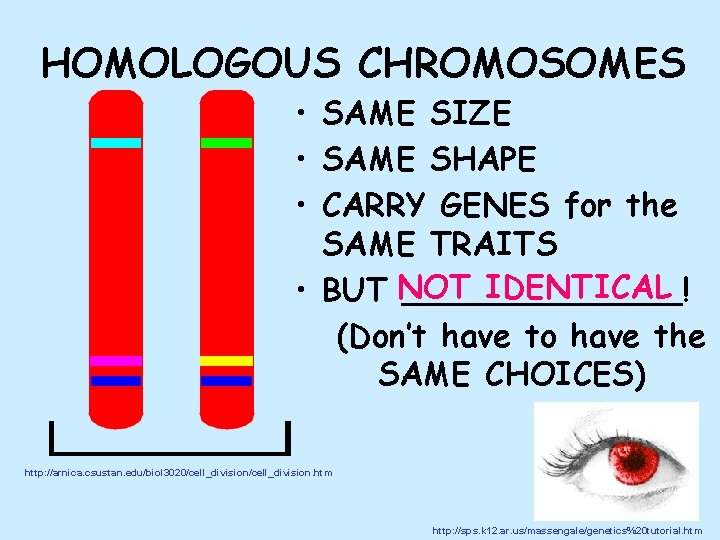 HOMOLOGOUS CHROMOSOMES • SAME SIZE • SAME SHAPE • CARRY GENES for the SAME