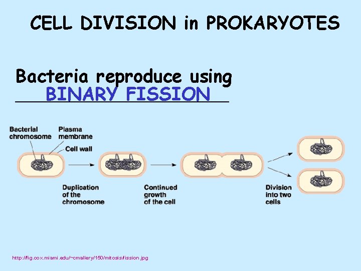 CELL DIVISION in PROKARYOTES Bacteria reproduce using BINARY FISSION _________________ http: //fig. cox. miami.