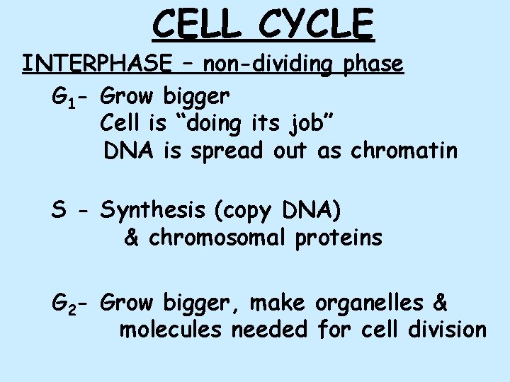 CELL CYCLE INTERPHASE – non-dividing phase G 1 - Grow bigger Cell is “doing