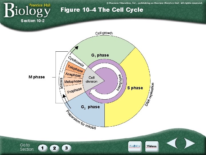 Figure 10– 4 The Cell Cycle Section 10 -2 G 1 phase M phase