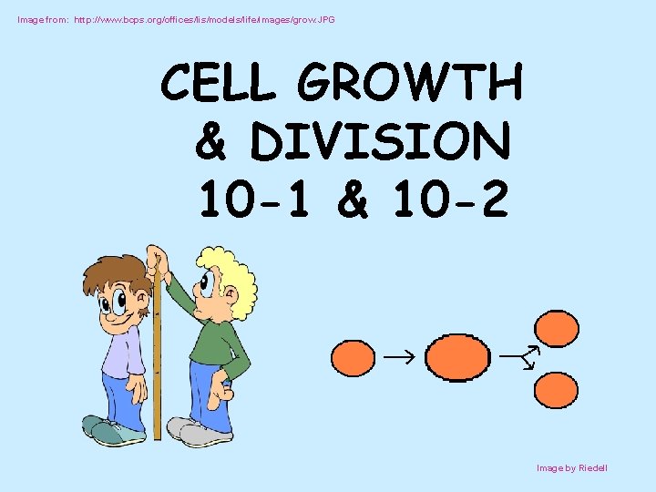 Image from: http: //www. bcps. org/offices/lis/models/life/images/grow. JPG CELL GROWTH & DIVISION 10 -1 &