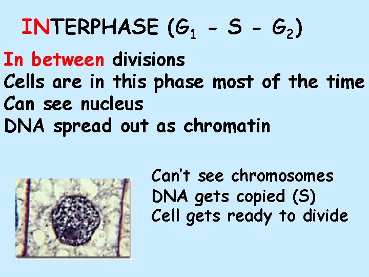 INTERPHASE (G 1 - S - G 2) In between divisions Cells are in