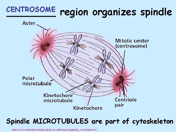 CENTROSOME ____ region organizes spindle Spindle MICROTUBULES are part of cytoskeleton http: //www. coleharbourhigh.
