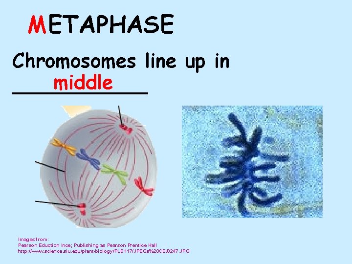 METAPHASE Chromosomes line up in middle ______ Images from: Pearson Eduction Ince; Publishing as