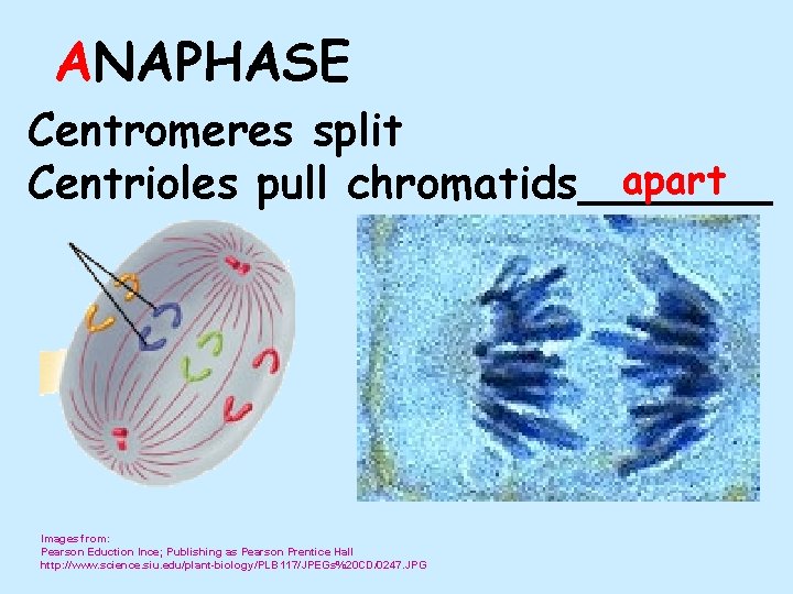 ANAPHASE Centromeres split apart Centrioles pull chromatids_______ Images from: Pearson Eduction Ince; Publishing as