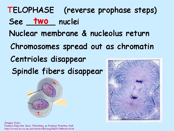 TELOPHASE (reverse prophase steps) two nuclei See ______ Nuclear membrane & nucleolus return Chromosomes
