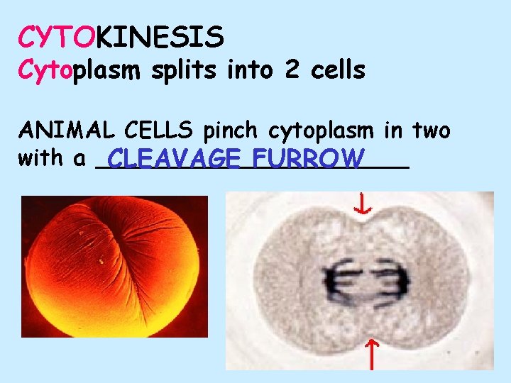 CYTOKINESIS Cytoplasm splits into 2 cells ANIMAL CELLS pinch cytoplasm in two with a