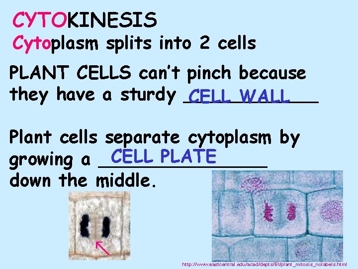 CYTOKINESIS Cytoplasm splits into 2 cells PLANT CELLS can’t pinch because they have a