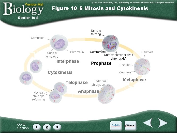 Figure 10– 5 Mitosis and Cytokinesis Section 10 -2 Spindle forming Centrioles Nuclear envelope