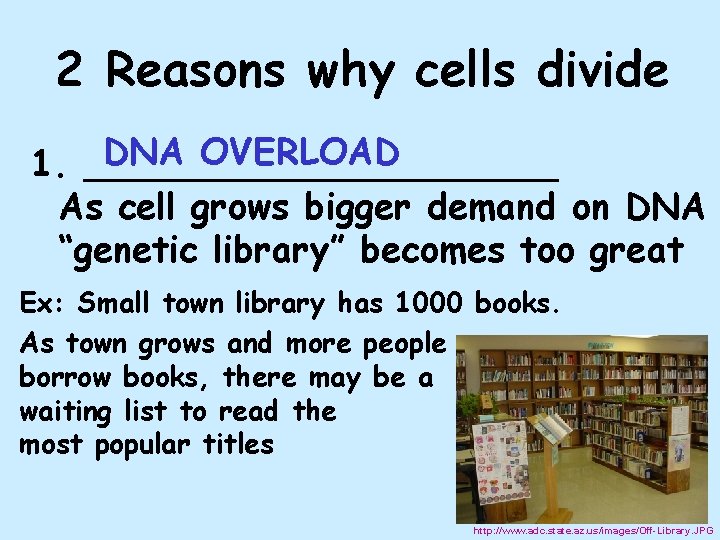 2 Reasons why cells divide DNA OVERLOAD 1. ___________ As cell grows bigger demand