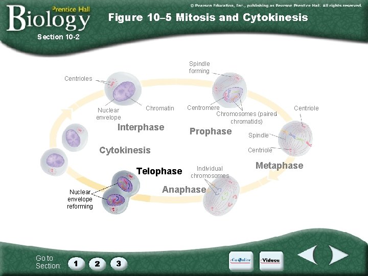 Figure 10– 5 Mitosis and Cytokinesis Section 10 -2 Spindle forming Centrioles Nuclear envelope