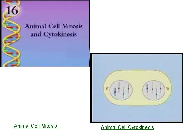 Videos Animal Cell Mitosis Animal Cell Cytokinesis 