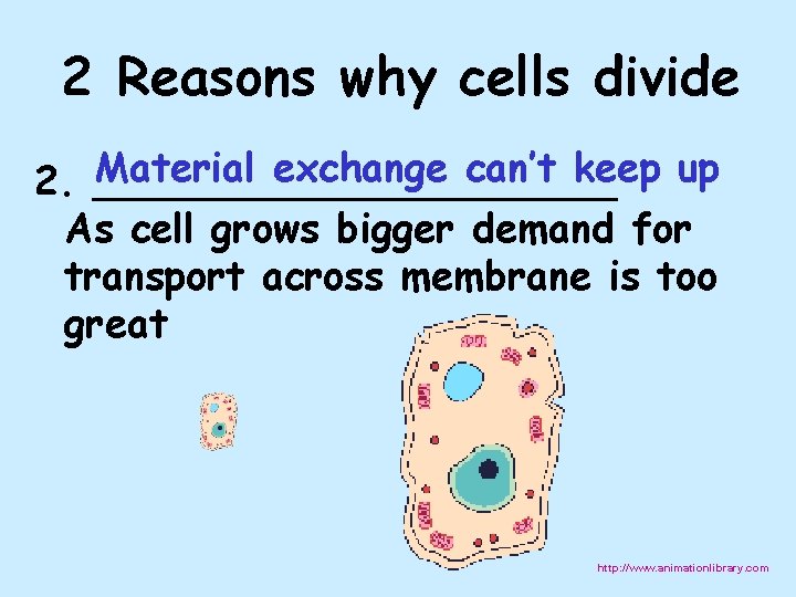 2 Reasons why cells divide Material exchange can’t keep up 2. ___________ As cell