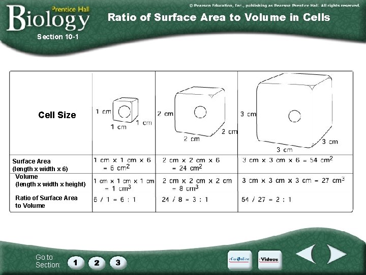 Ratio of Surface Area to Volume in Cells Section 10 -1 Cell Size Surface