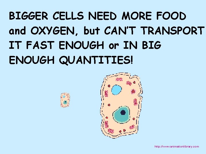 BIGGER CELLS NEED MORE FOOD and OXYGEN, but CAN’T TRANSPORT IT FAST ENOUGH or