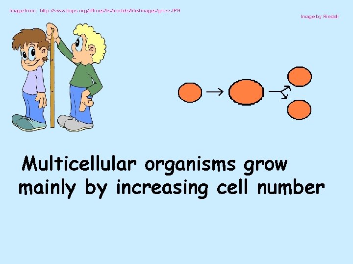 Image from: http: //www. bcps. org/offices/lis/models/life/images/grow. JPG Image by Riedell Multicellular organisms grow mainly
