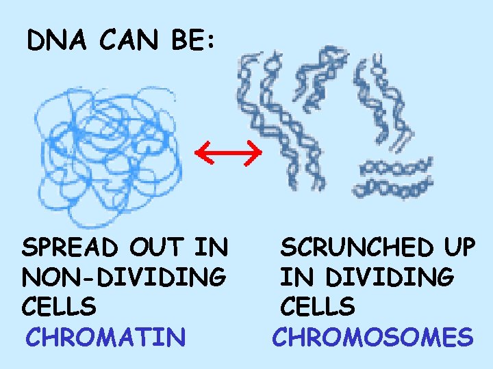 DNA CAN BE: SPREAD OUT IN NON-DIVIDING CELLS CHROMATIN SCRUNCHED UP IN DIVIDING CELLS