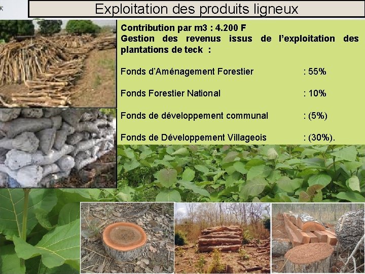 Exploitation des produits ligneux Contribution par m 3 : 4. 200 F Gestion des