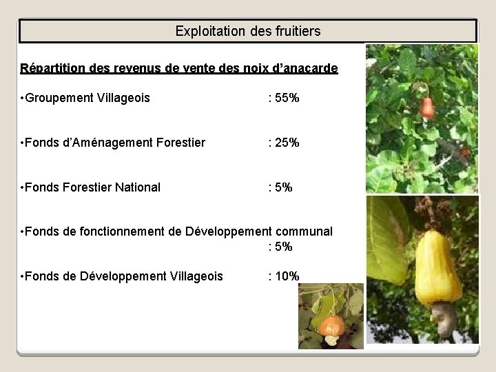 Exploitation des fruitiers Répartition des revenus de vente des noix d’anacarde • Groupement Villageois