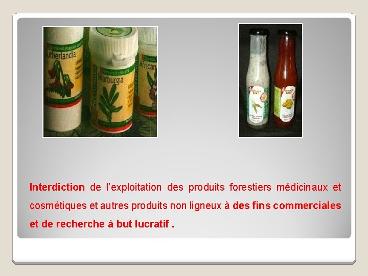 Interdiction de l’exploitation des produits forestiers médicinaux et cosmétiques et autres produits non ligneux