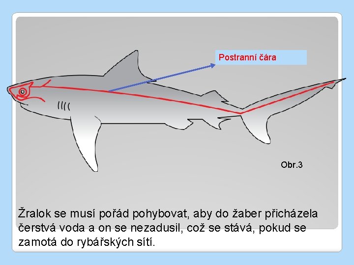 Postranní čára Obr. 3 Žralok se musí pořád pohybovat, aby do žaber přicházela čerstvá