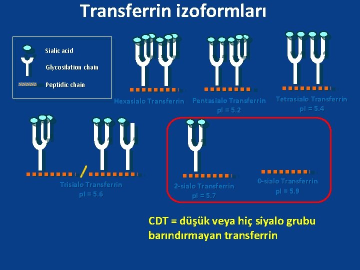 Transferrin izoformları Sialic acid Glycosilation chain Peptidic chain Hexasialo Transferrin Pentasialo Transferrin p. I