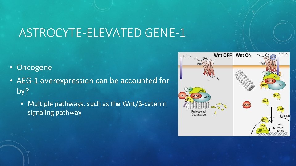 ASTROCYTE-ELEVATED GENE-1 • Oncogene • AEG-1 overexpression can be accounted for by? • Multiple