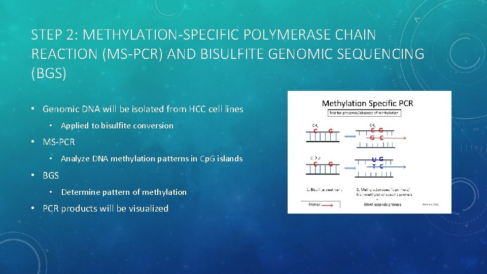 STEP 2: METHYLATION-SPECIFIC POLYMERASE CHAIN REACTION (MS-PCR) AND BISULFITE GENOMIC SEQUENCING (BGS) • Genomic
